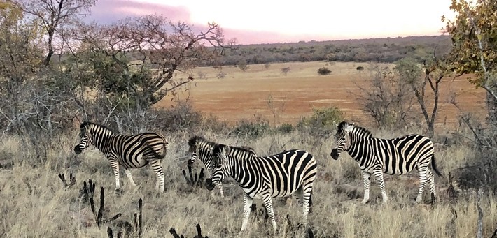 safari a cheval en afrique du sud