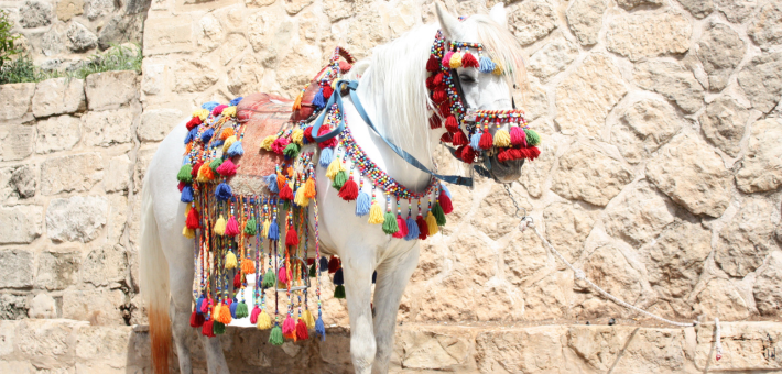Les coiffures du cheval : un art universel