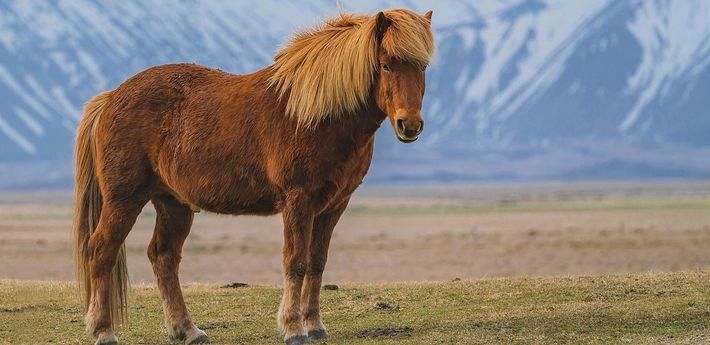 Le Poney Zanskar Le Poney Zanskar