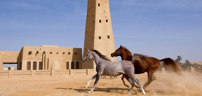 Quand partir en Egypte pour une randonnée à cheval ?