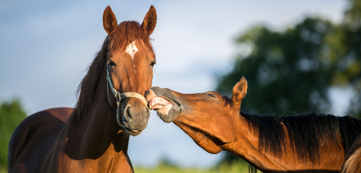 Les caractéristiques du cheval polonais Les caractéristiques du cheval polonais