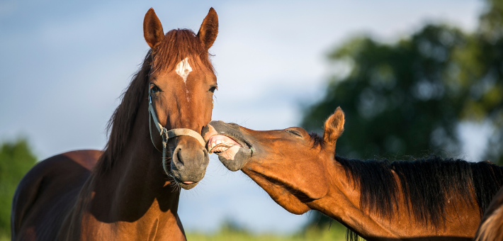 Les caractéristiques du cheval