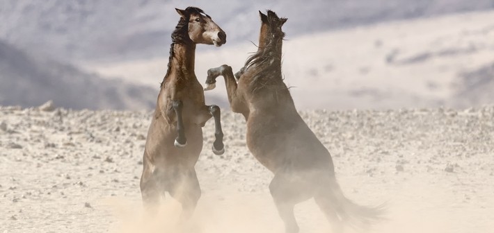 Caractéristiques des chevaux du Namib