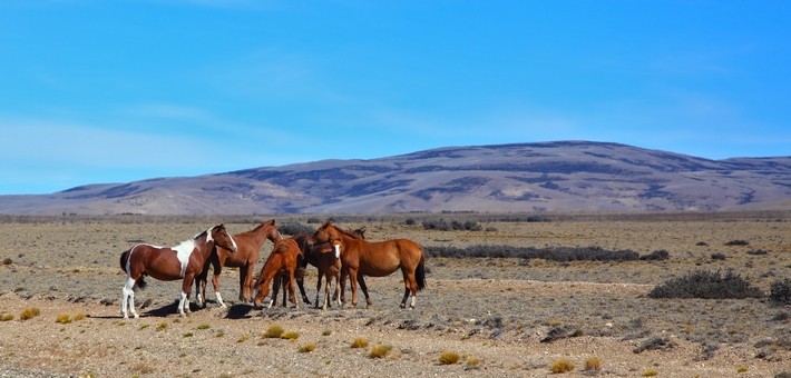 Caractéristiques du cheval Criollo Caractéristiques du cheval Criollo
