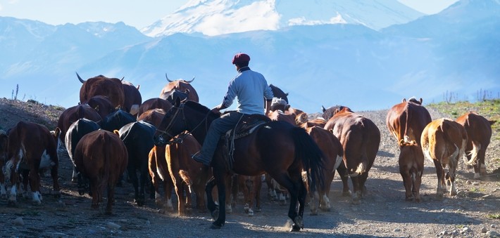 Le cheval Criollo et la vie des gauchos d'Amérique du Sud