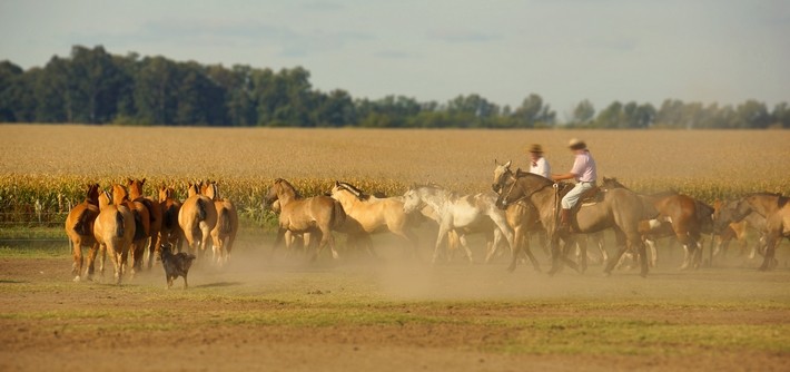 Une fête : Dia de la tradition (San Antonio del Areco)