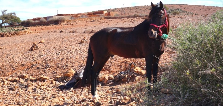 Caractéristiques du cheval barbe arabe