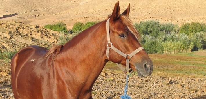Le cheval arabe barbe & la culture des Fantasias