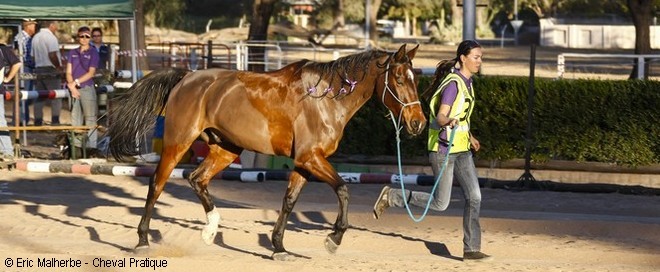 Les contrôles vétérinaires lors d'une course d'endurance équestre