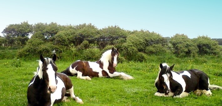 Le cheval Irlandais : Irish Cob et Connemara