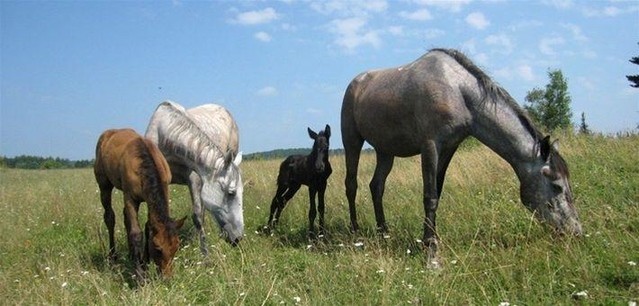 Le cheval Lipizzan