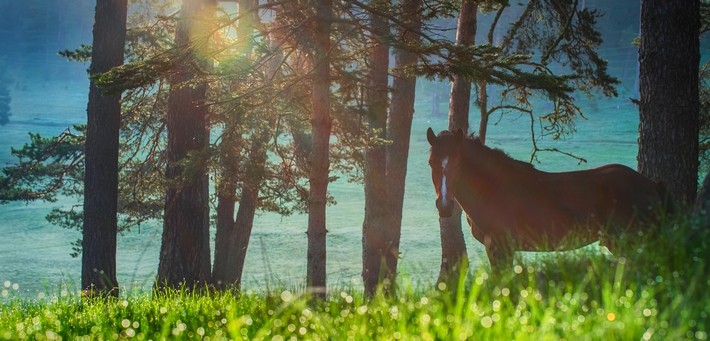 Un autre cheval typique : le Bulgare Oriental Un autre cheval typique : le Bulgare Oriental
