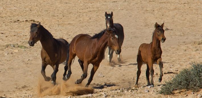 Le cheval du Namib