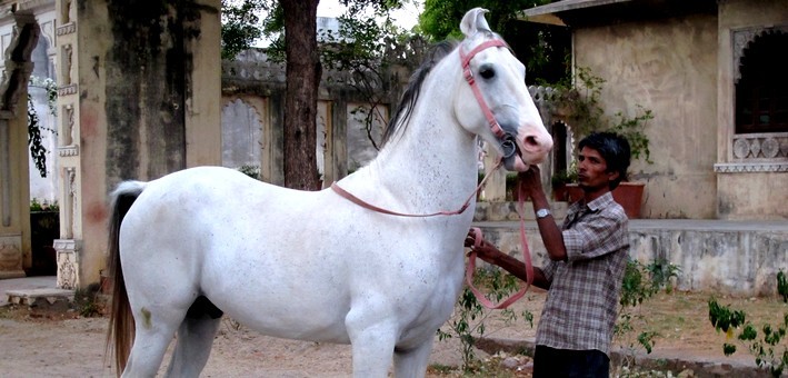 Le Marwari : Cheval aux oreilles en croissant de lune