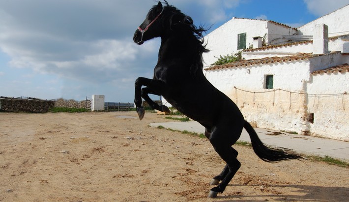 Caractéristiques du cheval Minorquin Caractéristiques du cheval Minorquin