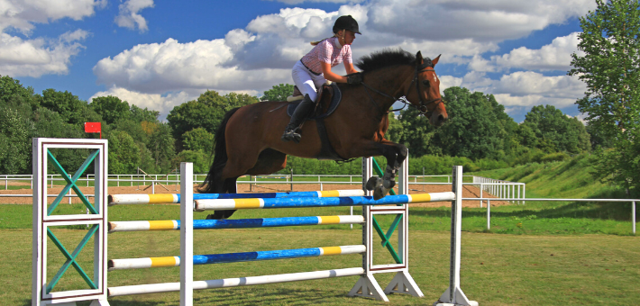 Le cheval polonais dans le monde du sport Le cheval polonais dans le monde du sport