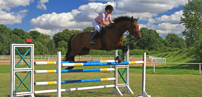 Le cheval polonais dans le monde du sport 