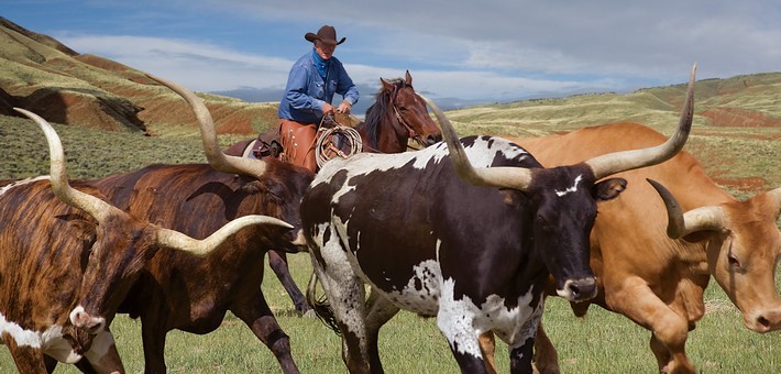 origines de l'équitation western