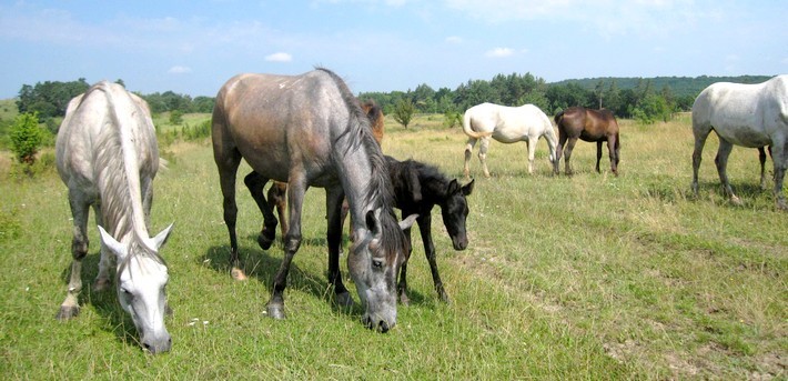 Le cheval Hutsul