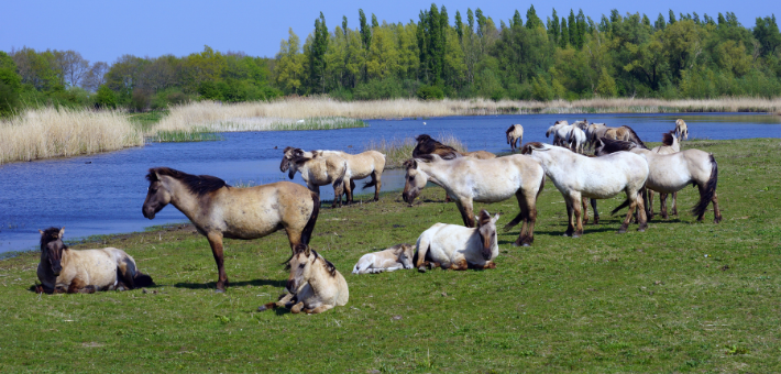 Le Konik Le Konik
