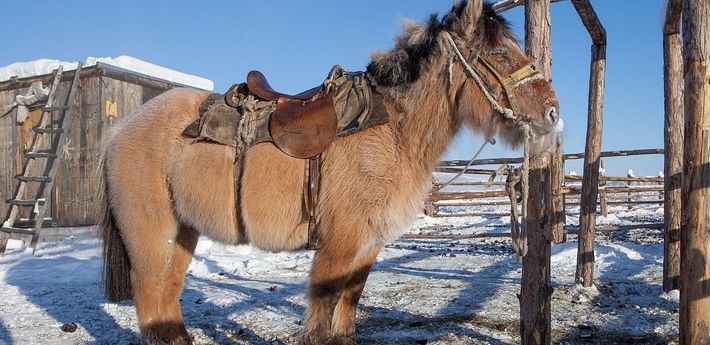 Le poney Lakoute Le poney Lakoute