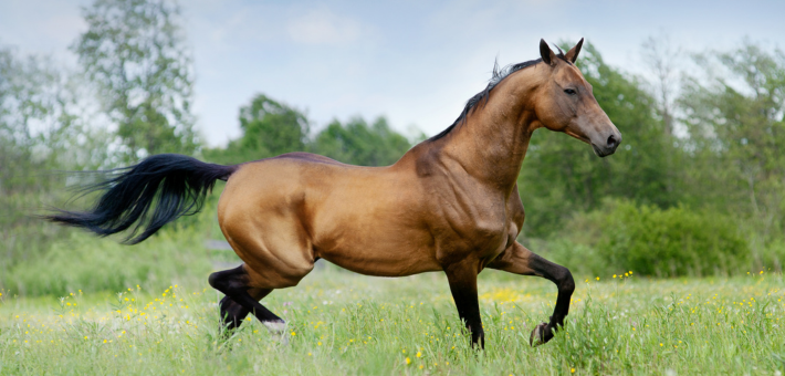 Le cheval Akhal Téké