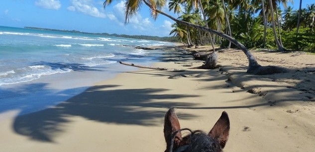 Rester connecté en République Dominicaine