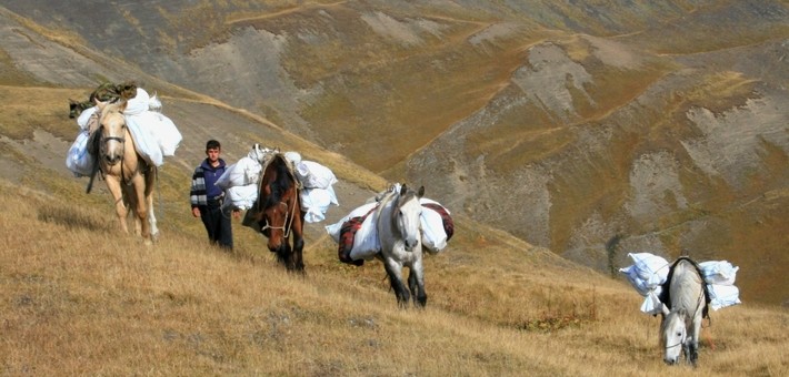 La transhumance : définition et exemples à travers la planète