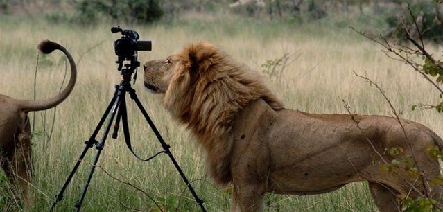 Les formalités pour voyager au Botswana