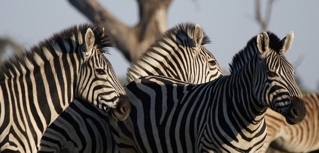 Un peu d'histoire du Botswana