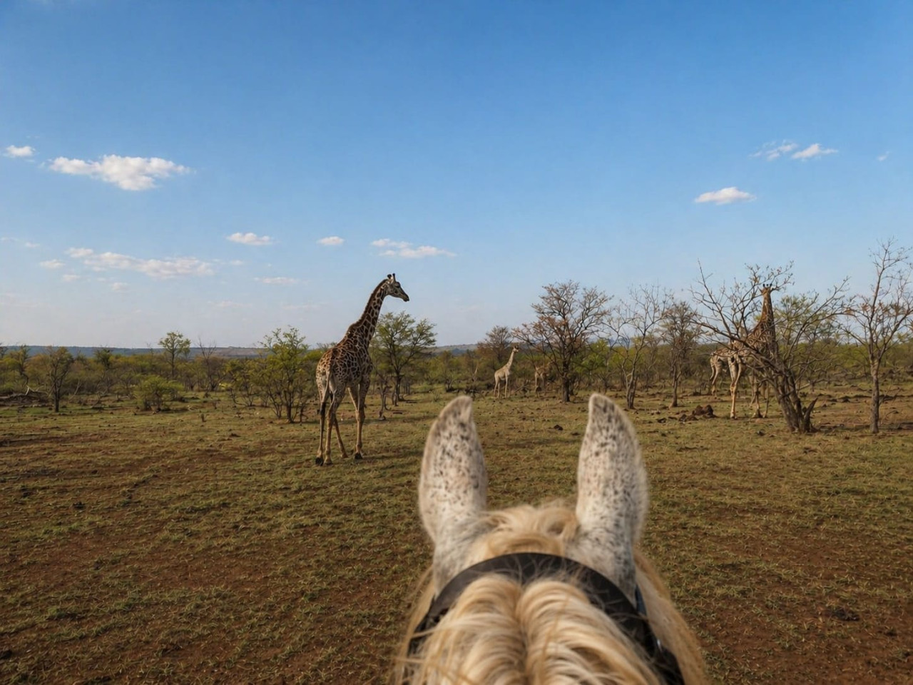 Safari à cheval en Afrique : guide complet pour préparer votre départ