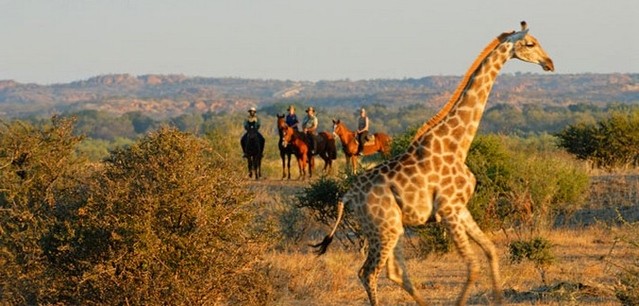 La Faune et la flore d'Afrique du Sud