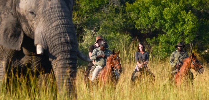 Quels animaux pourrai-je voir lors d'un safari à cheval ?