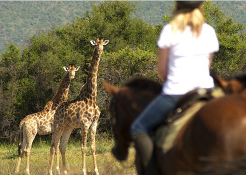Safari à cheval : 5 questions avant de partir
