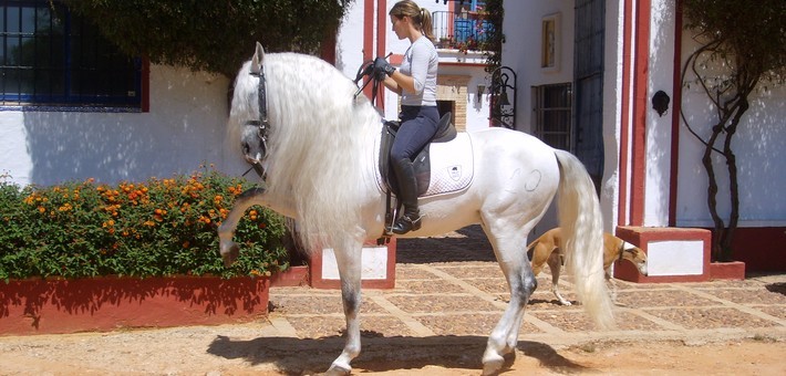 Le pure race espagnole : le cheval andalou