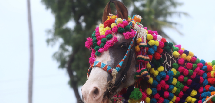 Les costumes équestres : tradition et spectacle