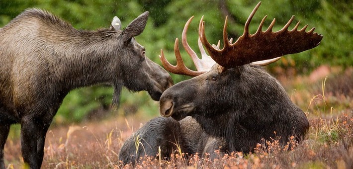 La faune et flore de la Suède