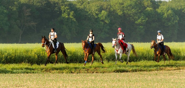 Endurance équestre : tout savoir sur la course d'endurance à cheval