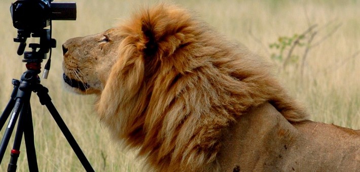 Guide voyage Botswana