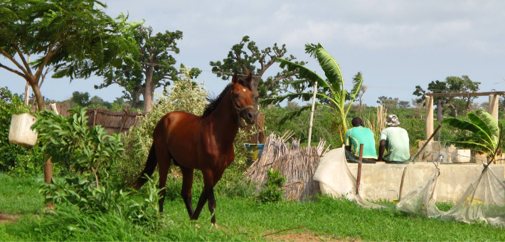 Ferme au Sénégal