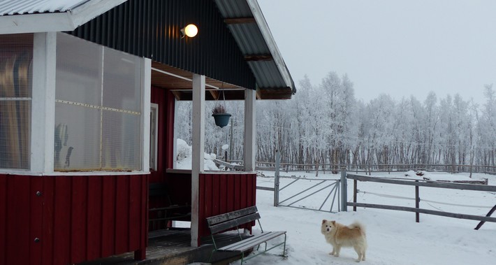 La ferme équestre en Laponie