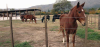 Estancia authentique dans la province de Córdoba - Caval&go