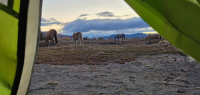 Bivouac en pleine nature avec les chevaux dans le Yukon, Canada