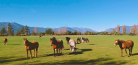 Caval&go - Cabanons et chalets à Colbún