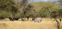 Caval&go - Camp permanent Mont Meru en Tanzanie - safari à cheval en Tanzanie
