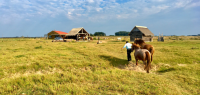 Immersion chez les gauchos, tri de bétail et randonnée à cheval sur la côte sauvage uruguayenne - Caval&go