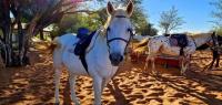 Lodge safari en Namibie - Caval&go