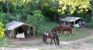 Camp de brousse au Botswana