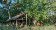 Campement Two Mashatu au Botswana