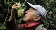 Hacienda Bomboli en Equateur